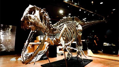 Ngắm bộ xương khủng long bạo chúa 150 triệu năm tuổi, giá hơn 80 tỷ VND