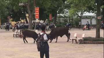 Bò lao vào sân trường rượt đuổi, húc nhau khiến học sinh hoảng sợ