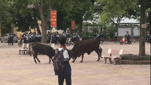 Bò lao vào sân trường rượt đuổi, húc nhau khiến học sinh hoảng sợ