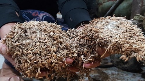 Nông dân Quảng Trị suy sụp nhìn thóc lấm bùn, mọc mầm sau lũ