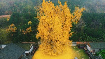 Thu về, ngắm những cây ngân hạnh nghìn năm tuổi đẹp nhất thế giới