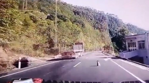 Xe đầu kéo ‘drift bốc khói’ để tránh em bé bò ra giữa đường