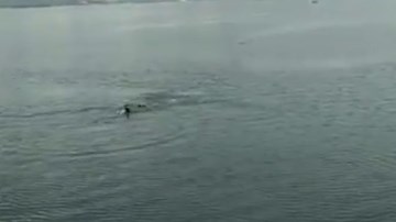 Khoảnh khắc kinh hoàng du khách bị cá sấu khủng rượt đuổi