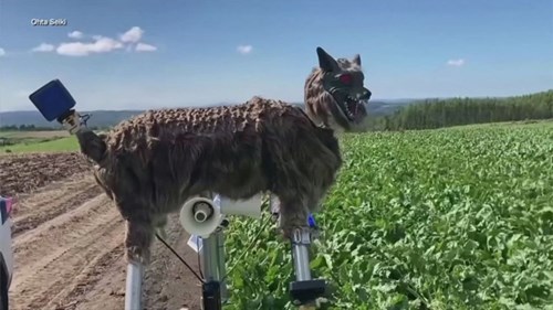 Xem sói máy giúp nông dân Nhật Bản xua đuổi gấu phá hoại mùa màng