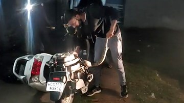 Xem đội cứu hộ tháo xe tay ga giải cứu trăn khổng lồ nặng 15kg