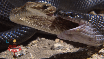 Bị kẻ thù nuốt gần hết cơ thể, rắn đuôi chuông vẫn cố gắng tấn công