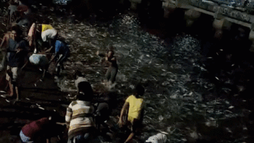 Hàng trăm người mỏi tay bắt cá dễ đến khó tin tại cầu cảng