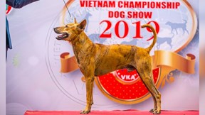 200 'thí sinh' tham dự cuộc thi 'Hoa hậu chó' ở TP.HCM