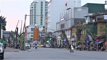 Hà Nội: Chặt hạ, đánh chuyển 40 cây xanh phục vụ thi công ga S12