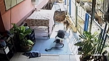 Dù bị cắn nhiều phát, chú chó vẫn quyết tâm giết chết rắn độc bảo vệ cụ bà