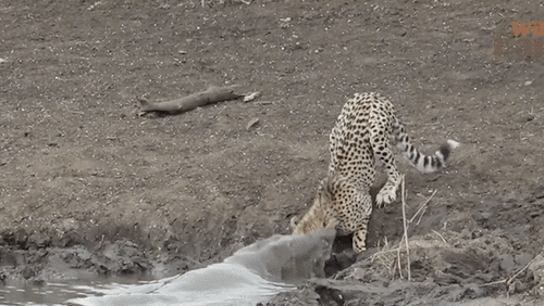 Cá sấu tung đòn chí mạng, dìm chết báo săn dưới hồ nước