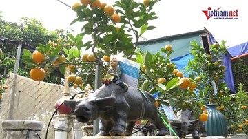 Trâu 'cõng' quất bonsai bạc triệu, trồng ngàn cây vẫn không đủ bán