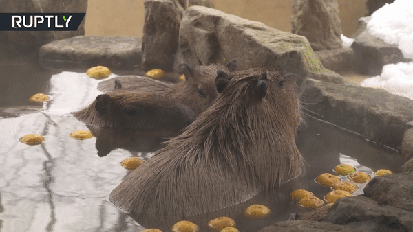 Xem đàn chuột khổng lồ tắm nước nóng trong công viên