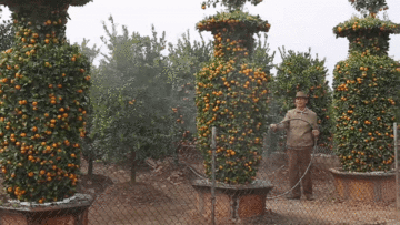 'Đột nhập' vườn quýt lục bình khổng lồ phục vụ chơi Tết