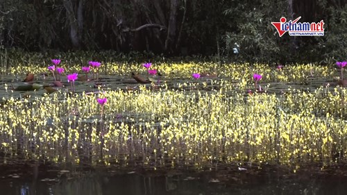 Lạc bước quên lối về trên dòng sông hoa vàng ở Đồng Tháp