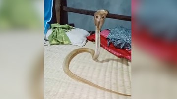 Hổ mang chúa chui vào giường nửa đêm, người đàn ông hoảng sợ tột độ