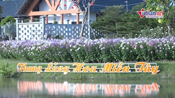 Ngàn hoa khoe sắc tại ‘thung lũng hoa miền tây’ ở Đồng Tháp
