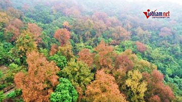 Thăm chùa cổ, lạc lối giữa rừng phong thay lá lớn nhất Việt Nam