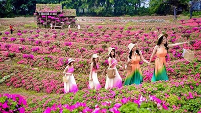 Đồi ngọc thảo hồng 150 nghìn cây nở rộ, độc nhất ở Hà Nội