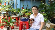Dừa khô hóa bonsai trâu độc lạ đón tết Tân Sửu 2021