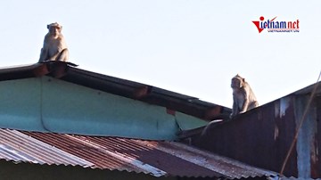 Đàn khỉ tung hoành ở khu dân cư Sài Gòn, vào nhà trộm trái cây, phá đồ đạc