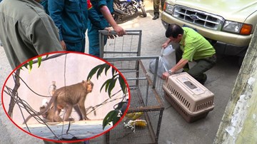 Kiểm lâm dùng súng gây mê, bẫy bắt đàn khỉ 20 con quậy phá nhà dân
