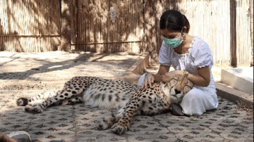 Khoảnh khắc cô gái ôm ấp, ru báo săn ngủ ngon lành