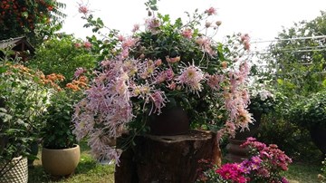 Lạc lối trong vườn cúc cổ đẹp mê mẩn giữa Hà Thành