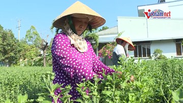 Nghề hái bông, nhặt nụ hoa thu tiền triệu ở miền Tây
