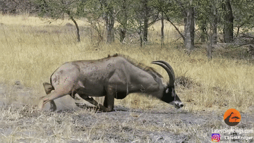 Suýt bị sư tử ăn thịt, linh dương lê lết tìm cách thoát thân