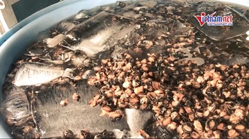 Bắt 1,3 tấn ốc ngâm hóa chất sắp ‘tuồn’ vào siêu thị, chợ, quán ăn