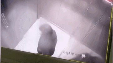 Hành động ghê tởm của người phụ nữ trong thang máy