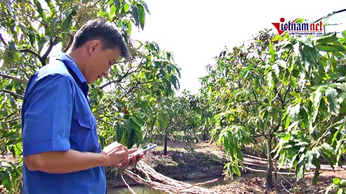 Vườn xoài 5.000m2 trĩu trái nhờ ứng dụng công nghệ cao