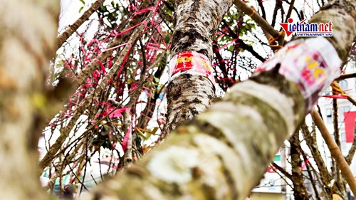Đào rừng gắn tem truy xuất xuống phố Hà Nội, chờ khách 'đón về' chơi Tết