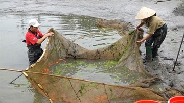 Nông dân làng cá chép đỏ Thủy Trầm đứng ngồi không yên vì Covid-19