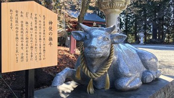 Hình ảnh trâu linh thiêng như thế nào đối với người dân các nước?