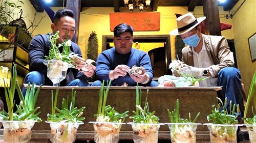 Thú chơi hoa thủy tiên ngày Tết của người Hà Nội