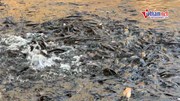 Hàng ngàn con cá trê đen nổi đặc kín mặt hồ ở An Giang