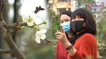 Hoa lê rừng xuống phố, hút hồn người chơi hoa Hà Nội