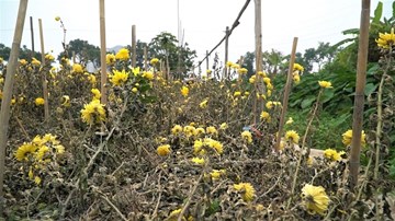 Hoa cúc chết khô trên đồng không ai thu hoạch, nông dân lỗ nặng