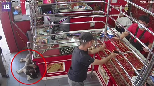Phì cười với chú chó ngủ say như chết khi chủ bị ‘cướp tiệm vàng’