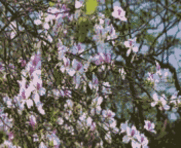 Hoa ban nở rộ ở Thủ đô, người dân nô nức rủ nhau đi chụp ảnh