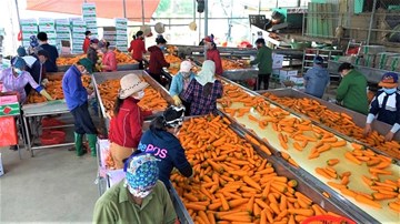 Hải Dương những ngày đầu bỏ giãn cách, 2 nghìn tấn nông sản xuất ngoại