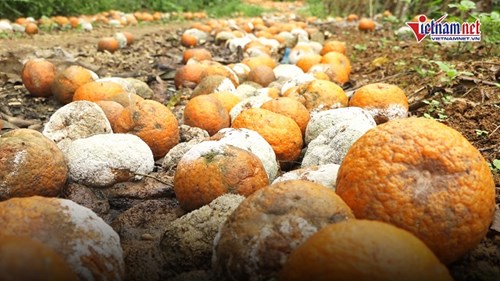 Cam sành rụng kín gốc, dân mất trắng tiền tỉ