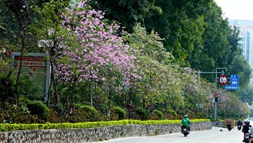 Về Hà Nội tháng 3, ngắm hoa ban, hoa sưa nở rực từng góc phố