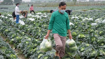 6 giờ và 11.000 đồng để nông sản từ trang trại đến bàn ăn