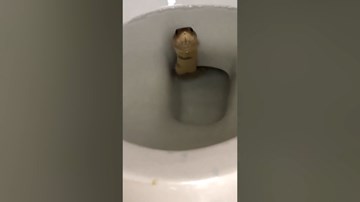 Rắn hổ mang bất ngờ chui lên từ bồn cầu nhà dân