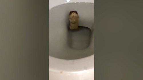 Rắn hổ mang bất ngờ chui lên từ bồn cầu nhà dân