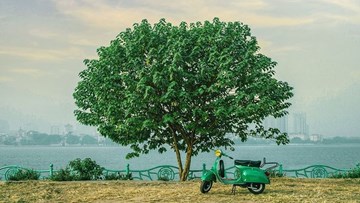 Cây cô đơn của những kẻ mộng mơ ở nơi 'tình' nhất Hà Nội