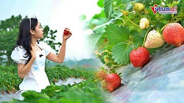 Tự tay hái quả ở vườn dâu 40.000 cây chín mọng giữa Hà Nội